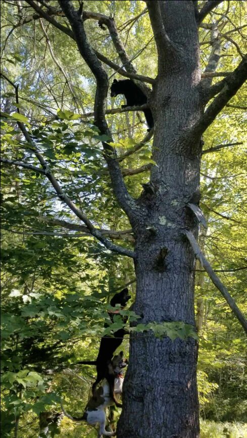 bear in tree with dogs at bottom